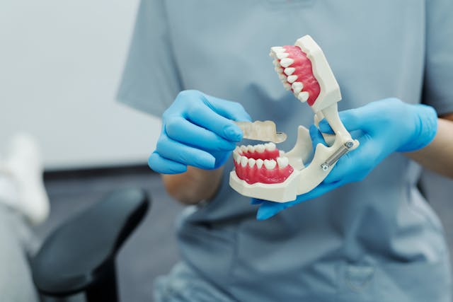 tooth model
